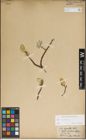 Foto von Salix lanata L.